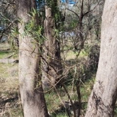 Myoporum montanum at Thuddungra, NSW - 7 Oct 2023 03:35 PM