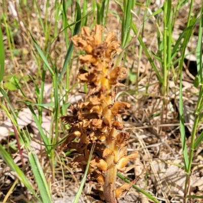 Orobanche minor (Broomrape) at Thuddungra, NSW - 7 Oct 2023 by trevorpreston