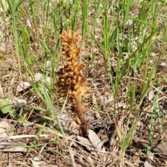 Orobanche minor at Thuddungra, NSW - 7 Oct 2023 03:33 PM