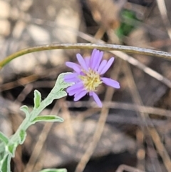 Vittadinia gracilis (New Holland Daisy) at Thuddungra, NSW - 7 Oct 2023 by trevorpreston