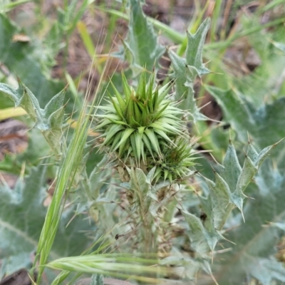 Onopordum acanthium (Scotch Thistle) at Thuddungra, NSW - 7 Oct 2023 by trevorpreston