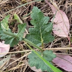 Salvia verbenaca var. verbenaca at Thuddungra, NSW - 7 Oct 2023 03:25 PM