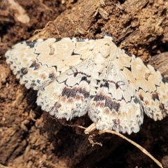 Sandava xylistis (Rusty Snout) at Thuddungra, NSW - 7 Oct 2023 by trevorpreston