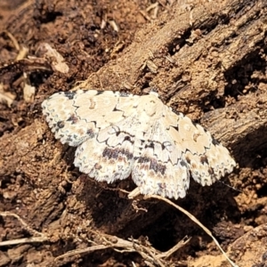 Sandava xylistis at Thuddungra, NSW - 7 Oct 2023