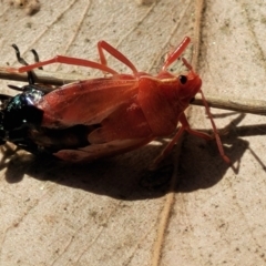 Pentatomidae (family) (Shield or Stink bug) at Thuddungra, NSW - 7 Oct 2023 by trevorpreston