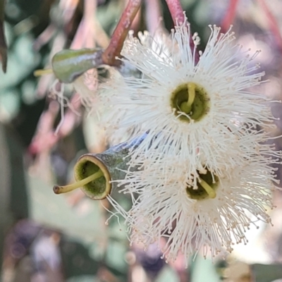 Eucalyptus microcarpa (Grey Box, Narrow-leaved Box) at Thuddungra, NSW - 7 Oct 2023 by trevorpreston