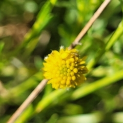 Calotis lappulacea (Yellow Burr Daisy) at Thuddungra, NSW - 7 Oct 2023 by trevorpreston