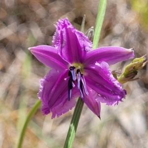 Arthropodium fimbriatum at Thuddungra, NSW - 7 Oct 2023 03:07 PM