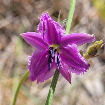 Arthropodium fimbriatum (Nodding Chocolate Lily) at Thuddungra, NSW - 7 Oct 2023 by trevorpreston