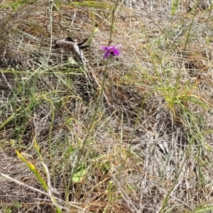 Arthropodium fimbriatum at Thuddungra, NSW - 7 Oct 2023 03:07 PM