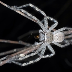 Neosparassus calligaster (Beautiful Badge Huntsman) at Mount Ainslie - 3 Oct 2023 by jb2602