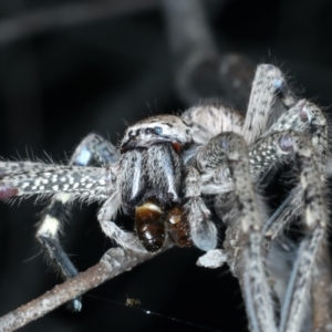 Neosparassus calligaster at Majura, ACT - 3 Oct 2023 07:59 PM