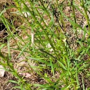 Xerochrysum viscosum at Thuddungra, NSW - 7 Oct 2023