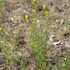 Xerochrysum viscosum at Thuddungra, NSW - 7 Oct 2023