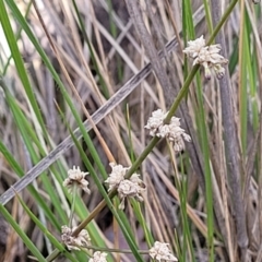 Lomandra multiflora (Many-flowered Matrush) at Thuddungra, NSW - 7 Oct 2023 by trevorpreston