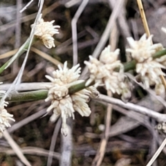 Lomandra multiflora at Thuddungra, NSW - 7 Oct 2023