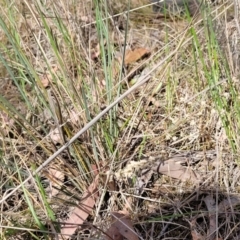 Lomandra multiflora at Thuddungra, NSW - 7 Oct 2023