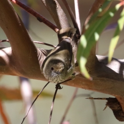 Acanthiza pusilla (Brown Thornbill) at ANBG - 7 Oct 2023 by RodDeb