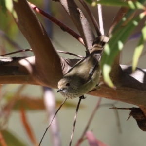 Acanthiza pusilla at Acton, ACT - 7 Oct 2023