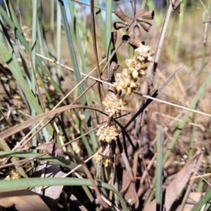 Lomandra multiflora at Thuddungra, NSW - 7 Oct 2023