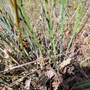 Lomandra multiflora at Thuddungra, NSW - 7 Oct 2023