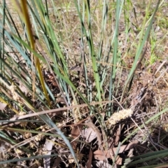 Lomandra multiflora at Thuddungra, NSW - 7 Oct 2023