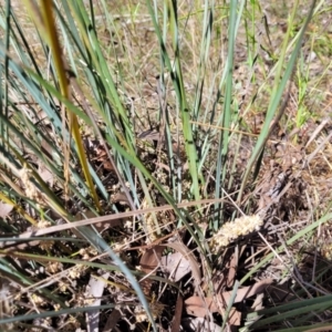 Lomandra multiflora at Thuddungra, NSW - 7 Oct 2023