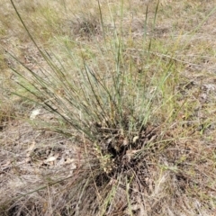 Lomandra multiflora at Thuddungra, NSW - 7 Oct 2023