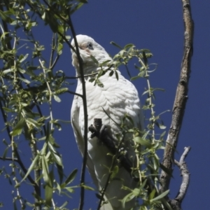 Cacatua sanguinea at Kingston, ACT - 7 Oct 2023