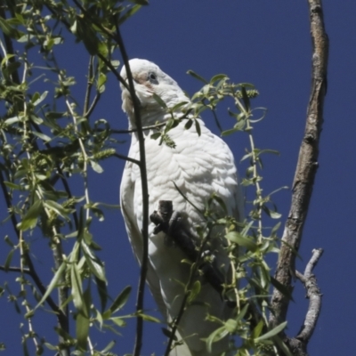 Cacatua sanguinea (Little Corella) at Kingston, ACT - 6 Oct 2023 by AlisonMilton