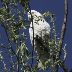 Cacatua sanguinea at Kingston, ACT - 7 Oct 2023