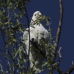 Cacatua sanguinea at Kingston, ACT - 7 Oct 2023