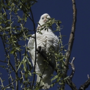 Cacatua sanguinea at Kingston, ACT - 7 Oct 2023