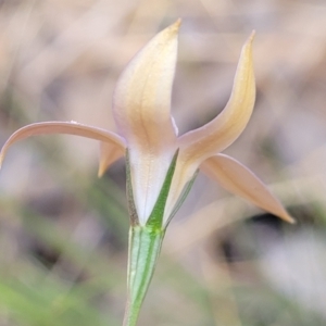 Wahlenbergia luteola at Thuddungra, NSW - 7 Oct 2023