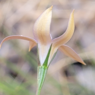 Wahlenbergia luteola (Yellowish Bluebell) at Thuddungra, NSW - 7 Oct 2023 by trevorpreston