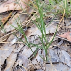 Wahlenbergia luteola at Thuddungra, NSW - 7 Oct 2023 02:46 PM