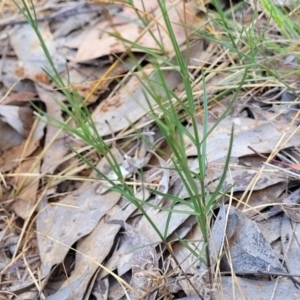 Wahlenbergia luteola at Thuddungra, NSW - 7 Oct 2023 02:46 PM