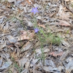 Wahlenbergia luteola at Thuddungra, NSW - 7 Oct 2023