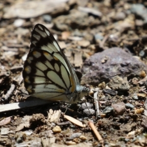 Belenois java at Acton, ACT - 7 Oct 2023 12:53 PM