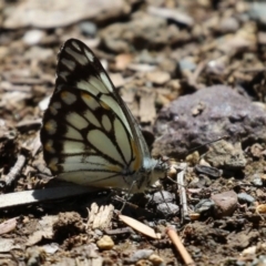 Belenois java at Acton, ACT - 7 Oct 2023 12:53 PM