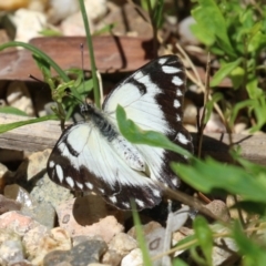 Belenois java at Acton, ACT - 7 Oct 2023 12:53 PM