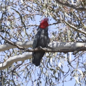 Callocephalon fimbriatum at Red Hill, ACT - 7 Oct 2023