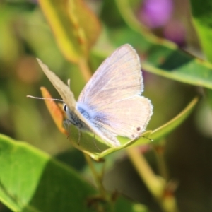 Lampides boeticus at Acton, ACT - 7 Oct 2023 12:54 PM