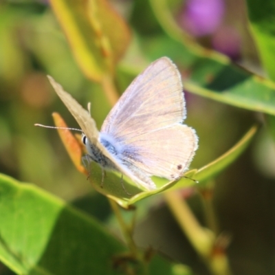 Lampides boeticus (Long-tailed Pea-blue) at ANBG - 7 Oct 2023 by RodDeb