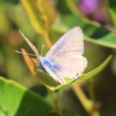 Lampides boeticus at Acton, ACT - 7 Oct 2023 12:54 PM