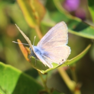 Lampides boeticus at Acton, ACT - 7 Oct 2023 12:54 PM