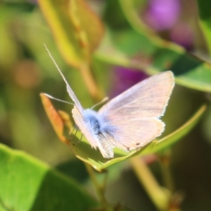 Lampides boeticus at Acton, ACT - 7 Oct 2023 12:54 PM