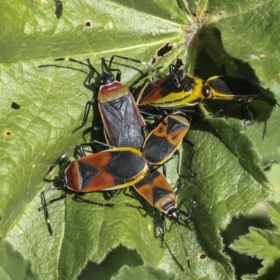 Dindymus versicolor (Harlequin Bug) at Lake Burley Griffin Central/East - 6 Oct 2023 by AlisonMilton