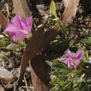 Convolvulus angustissimus subsp. angustissimus at Kingston, ACT - 7 Oct 2023