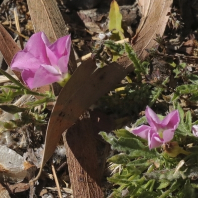 Convolvulus angustissimus subsp. angustissimus (Australian Bindweed) at Kingston, ACT - 7 Oct 2023 by AlisonMilton